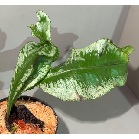 ミクロソラム | STORES