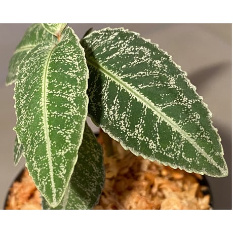 Ardisia sp. from Sumatra barat [TB]