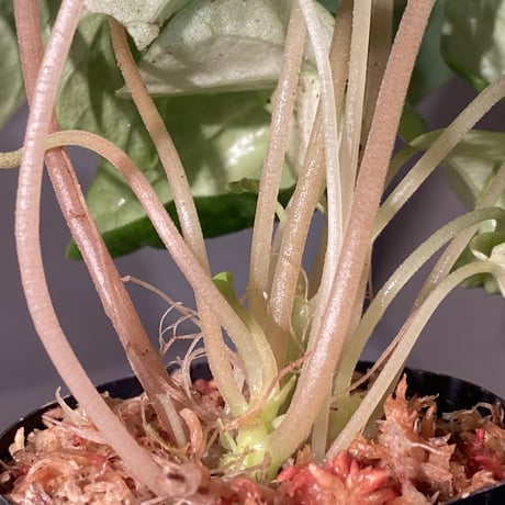 Peperomia sp. from Colombia [tanakay]
