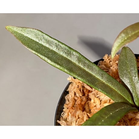 Medinilla sp. from Bukidnon 1.300m Mindanao Philippines