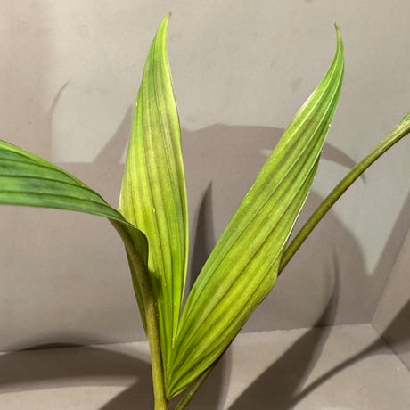 Pinanga crassipes from Sekadau
