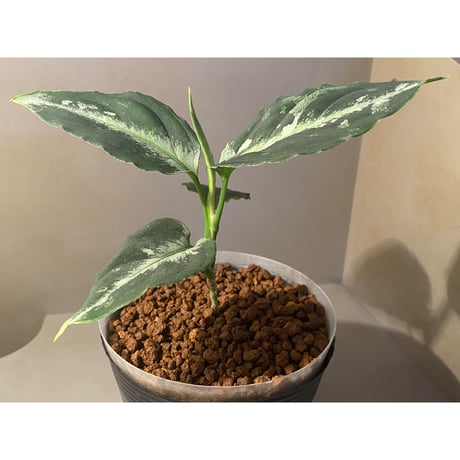 Aglaonema pictum "Gigant" from Padang [AZ0914-1b]