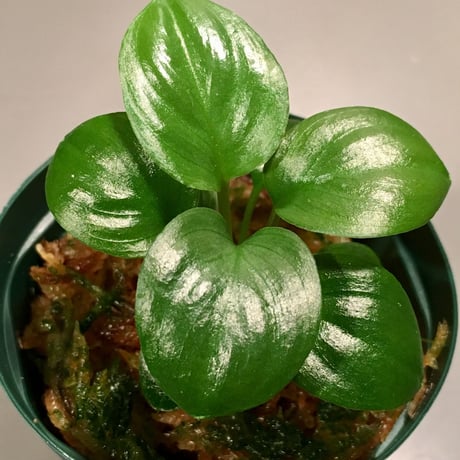 Homalomena sp. "赤銀"x？ from West java wf1[KZT]タグ付き