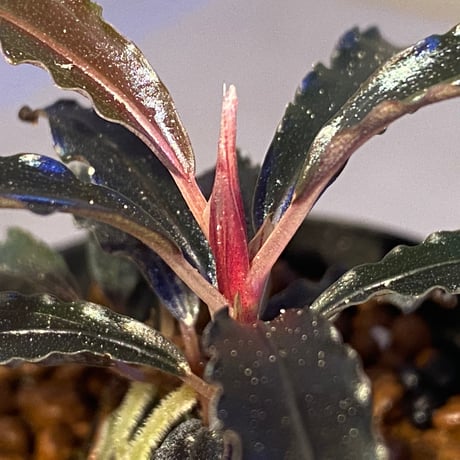 Bucephalandra sp. "Godzilla"