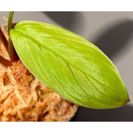 Homalomena sp. from Padang sumatera [LA0117-02] ①