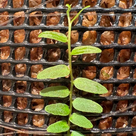 Marcgravia umbellata