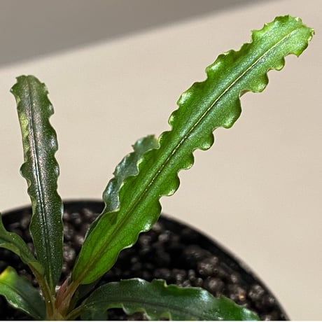 Bucephalandra sp. "MEDUSA"