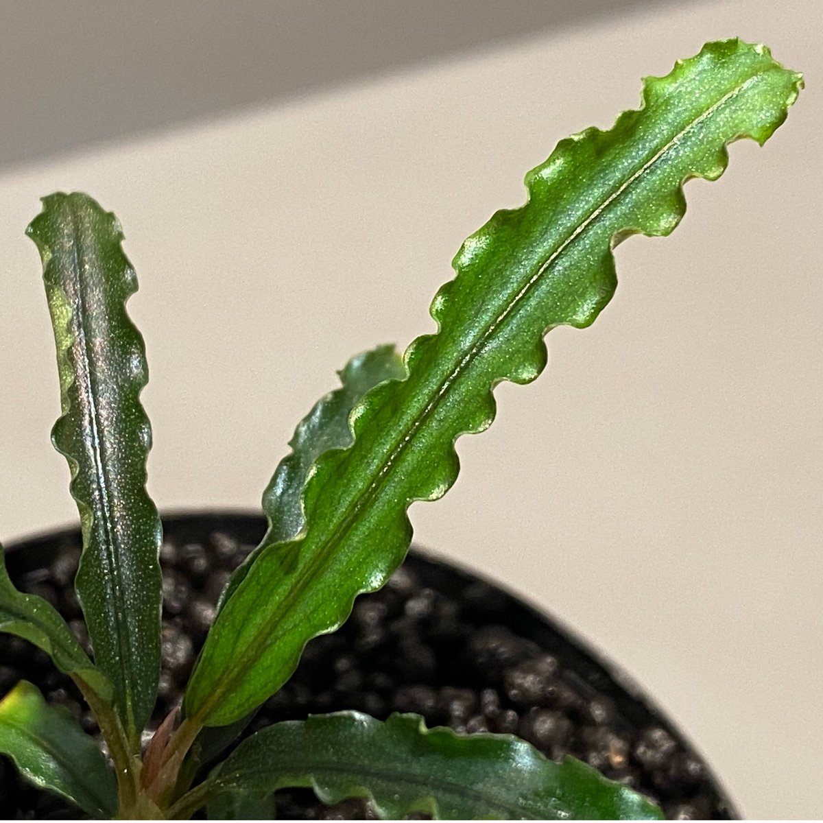 Bucephalandra sp. 