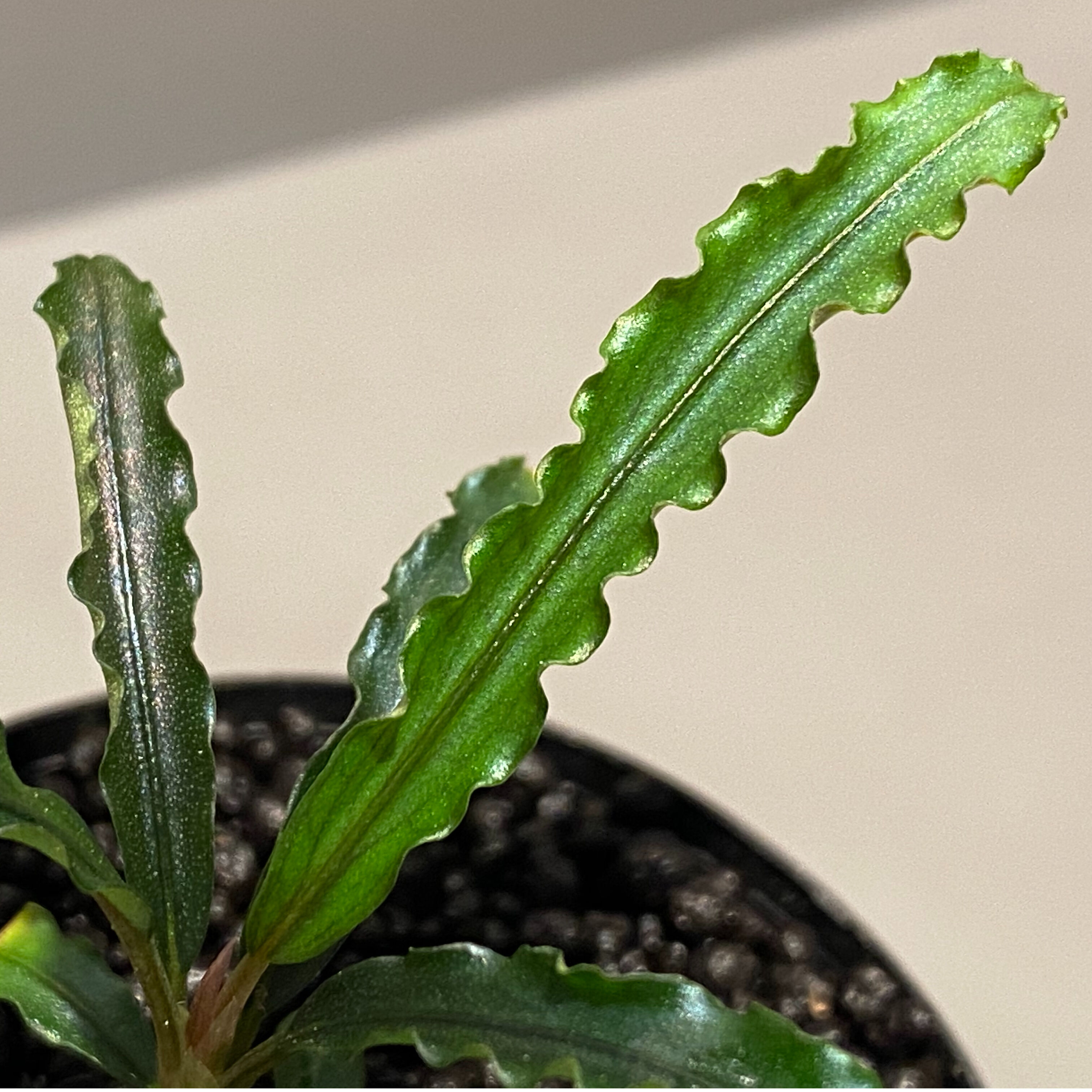 Bucephalandra sp. 