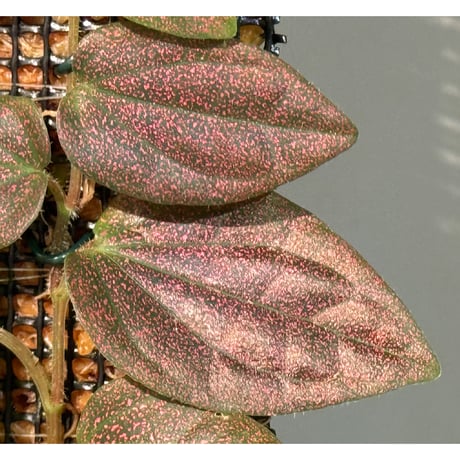 Piper sp. from India