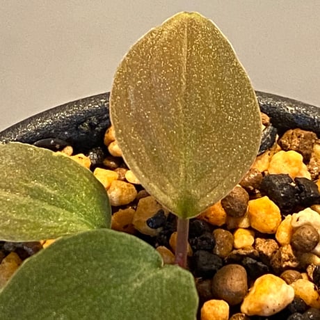 Homalomena sp. Sabah-2 [R1217-01c]