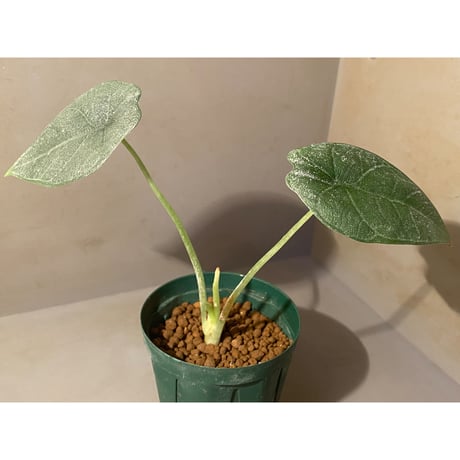 Alocasia melo