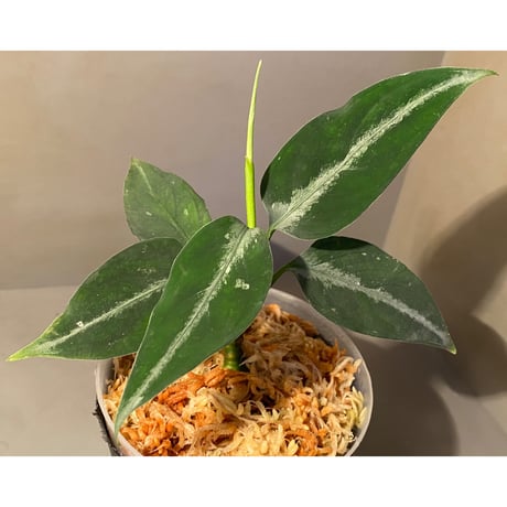 (本タグ付き) Aglaonema pictum from Sumatera A2  [TK070918]
