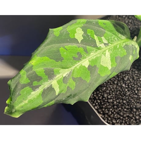 Aglaonema pictum GW Type1 from Padang sidempuan [TB1410]