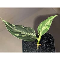 Aglaonema pictum “Purple Rain” BNN from Sibolga timur ［AZ0516-2e］