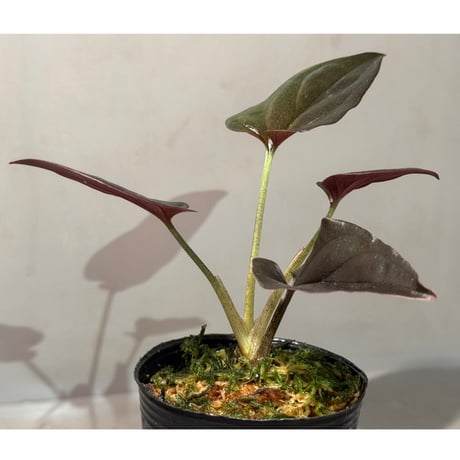 Syngonium cf. erythrophyllum from Colombia [LA0316-02]