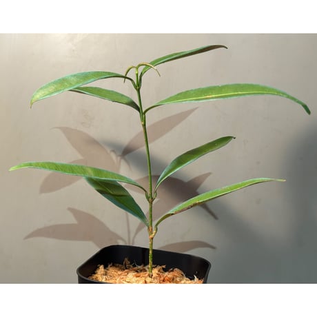 Unknown from Borneo
