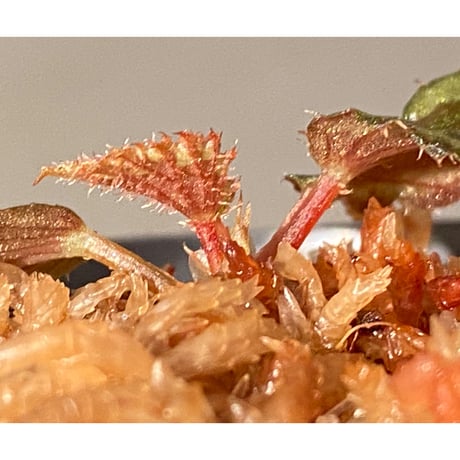 Begonia sp. Pulau Halmahera [LA0314-02]