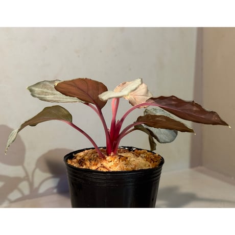 Homalomena sp. "Pink Velvet Long Leaf" from Kepulauan Riau