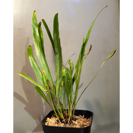 Elaphoglossum eximium [ECUAGENERA]