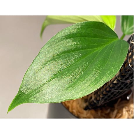 Philodendron sp. from Iquitos Peru [tanakay]