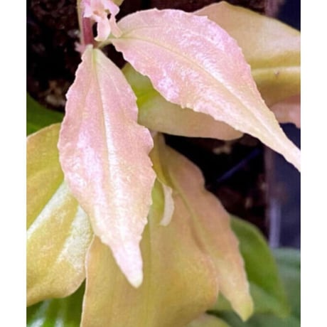 Medinilla sp. from Nueva Vizcaya Luzon Philippines
