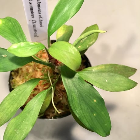 Homalomena cf. hasei from Aceh sumatera [LA1118-03]