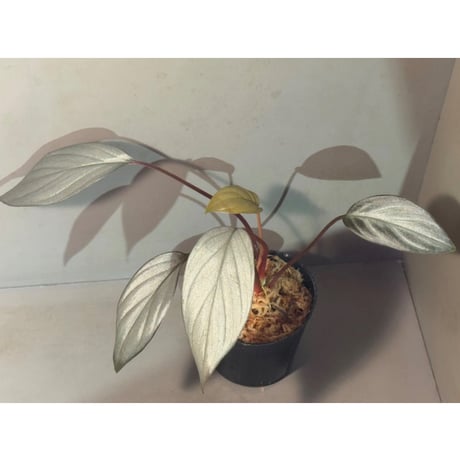 Homalomena sp. "Light Blue Silver" from Kepulauan Riau