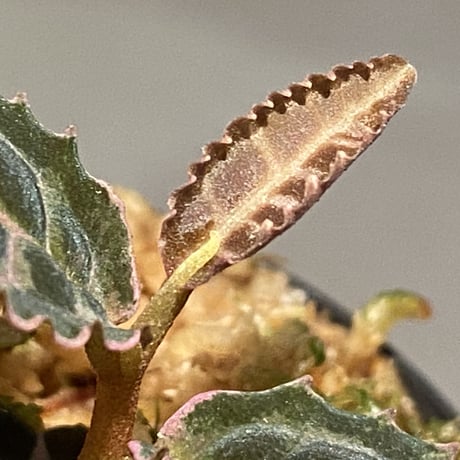 Emblemantha urnulata (Labisia sp.) from Riau sumatera [LA0815-01]