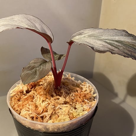 Homalomena sp. "Imperial Japanese Navy" from Resum P.Lingga [AZ0517-11] ④