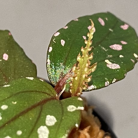 Begonia sp. "Nanga pinoh" Melawi Kal barat [TB]
