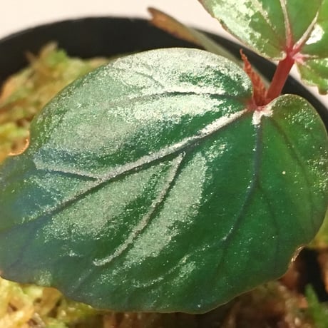 Begonia sp. from Temuyuk Kalimantan barat