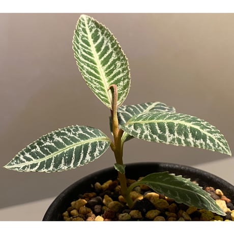 Ardisia sp. from Sumatera barat [TB]