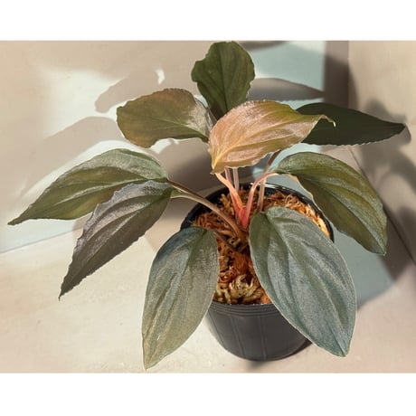 専用出品。ホマロメナ ピンクベルベットとインシグニス ホマロメナ sp