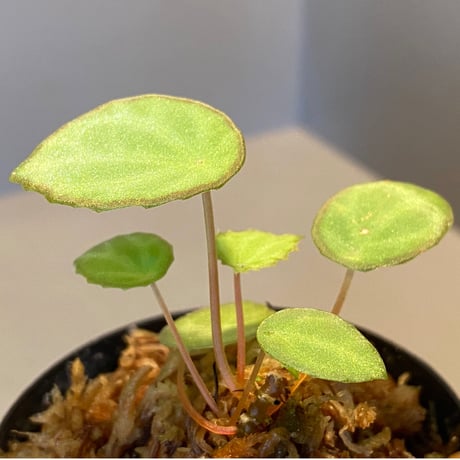 Begonia scapigera from Africa