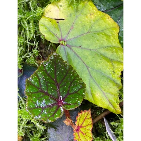 Begonia sp. from North Toraja [S0919-02] 伊藤蟻植物農園