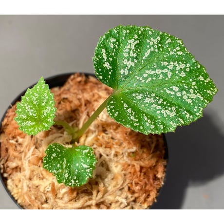 Begonia sp. from Na Hang [YH1118] TK