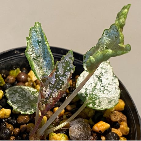 Begonia formosana from Taiwan
