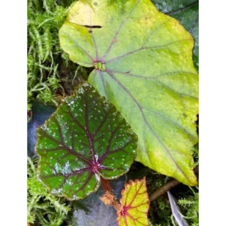 Begonia sp. from North Toraja [S0919-02] 伊藤蟻植物農園