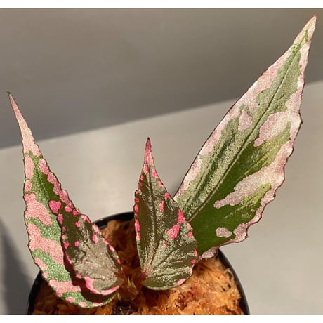Begonia sp. ぼっち株 from Julau [R1214-01b]