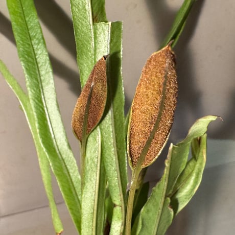 Elaphoglossum eximium [ECUAGENERA]