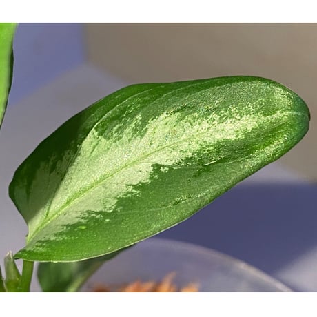 Aglaonema pictum "コメットテール" DB1410 from Sumatra barat [TB]