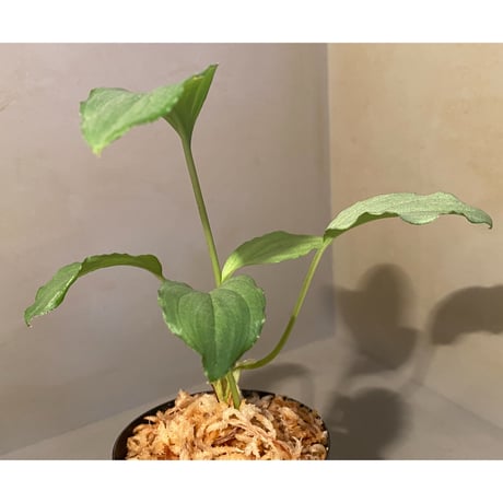 Homalomena sp. "Silver Bullet GG" from P.Linga [AZ0917-1]