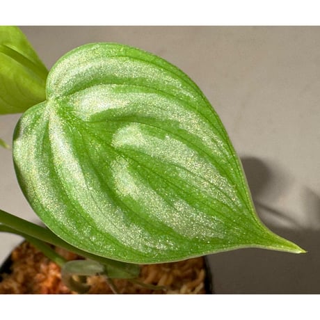 Philodendron sp. from Ecuador
