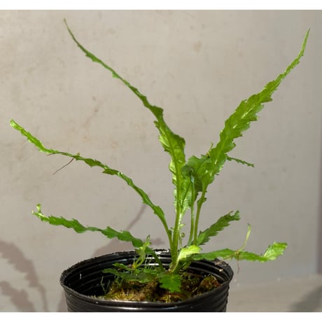 Microsorum sp. "Short Dragon Tail"