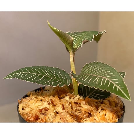 Ardisia sp. from Perlis Malaysia