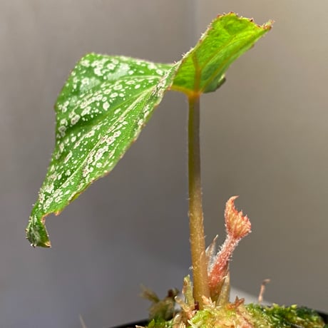 Begonia sp. from Na Hang [YH1118] TK