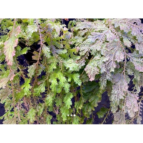 Selaginella sp. from Iquitos Peru [tanakay]