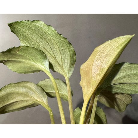 Homalomena sp. "Red" from Bogor