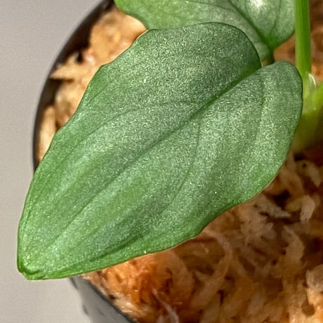 Homalomena sp. from Singkep